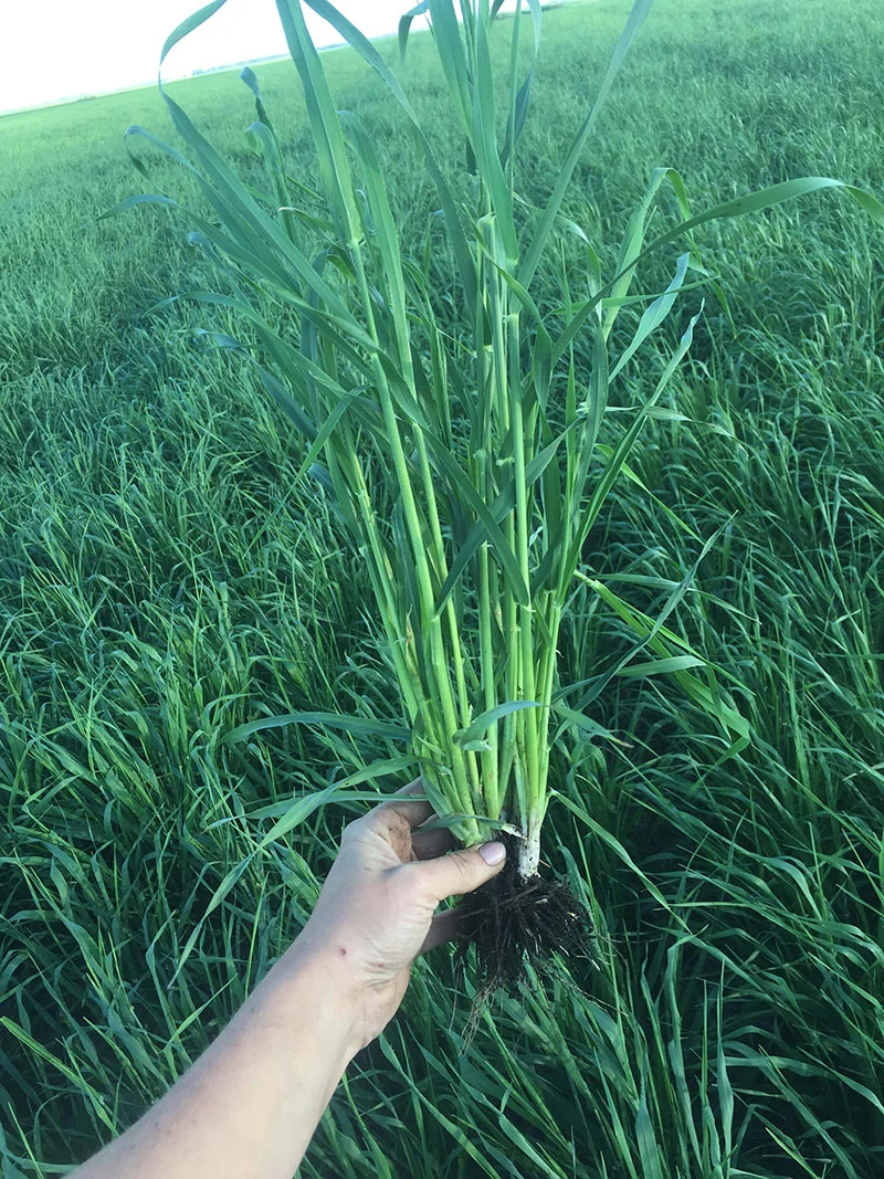 Crop Aid Foliar Fertilizers Crop Aid Nutrition Ltd.